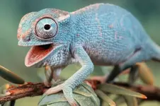 Если у хамелеона отнять все цвета, каким он станет.webp