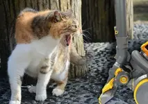 Почему коты боятся пылесоса.webp