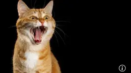 Кошачий язык скоро можно будет перевести на человеческий.webp