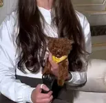 Собака.webp