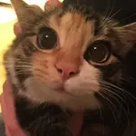 Мой кот был похищен!.webp